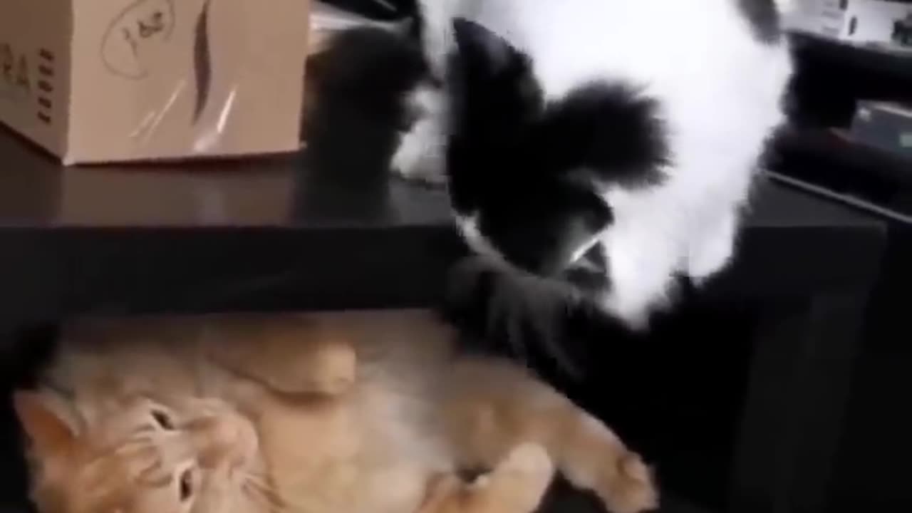 Funny Cat🐱 And Dog🐶 Funny Video