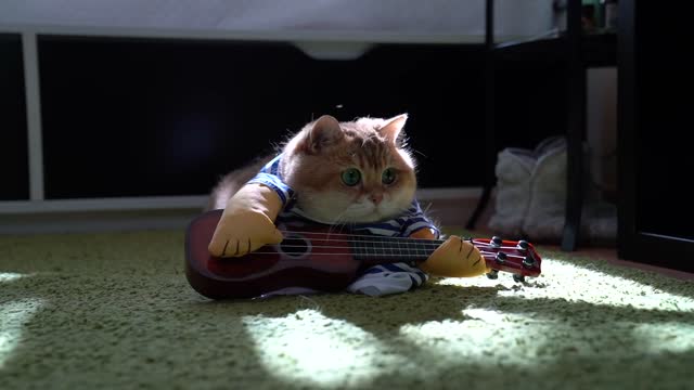 Hosico's guitar concert