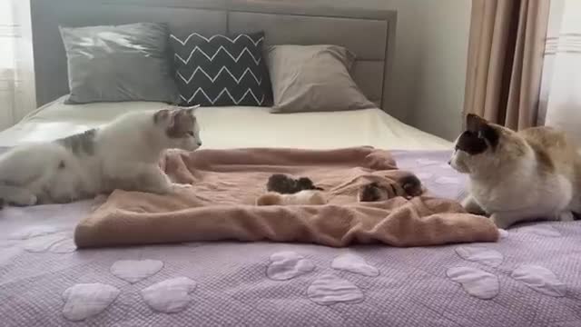 Dad Cat Meets His Baby Kittens for the First Time!