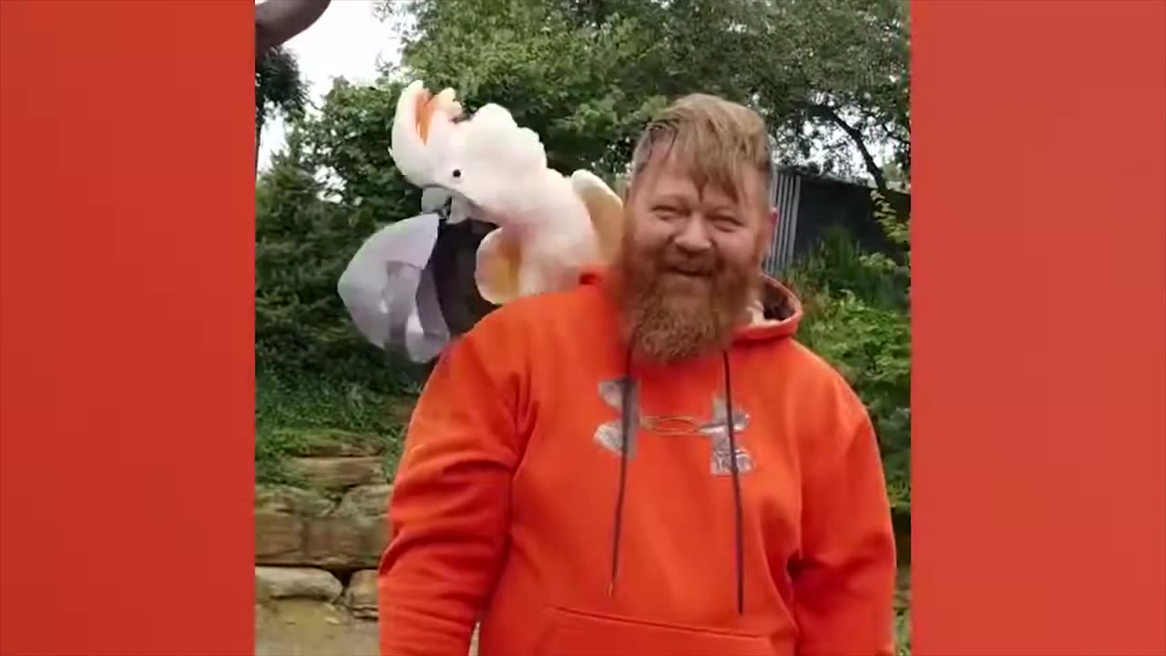 Animal Attacks Scary Funny Animals ATTACK People