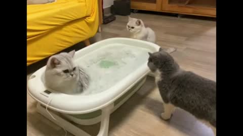 A collection of cute cats