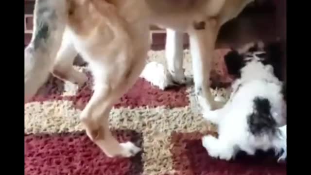 Short video ll #shorts ll funny dog video