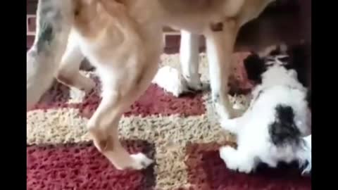 Short video ll #shorts ll funny dog video