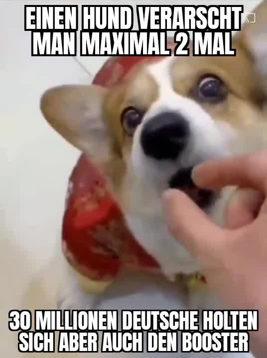 Hund und Deutschland