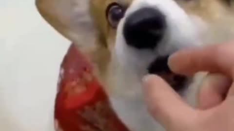 Hund und Deutschland
