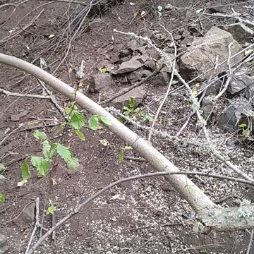 Falling trees of heaven