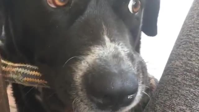 My Cute Dog Has Some Silly Moments - Black Labrador X Boarder Collie