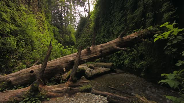 Walking in the forest