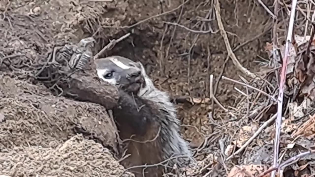 Badger Catch and Release