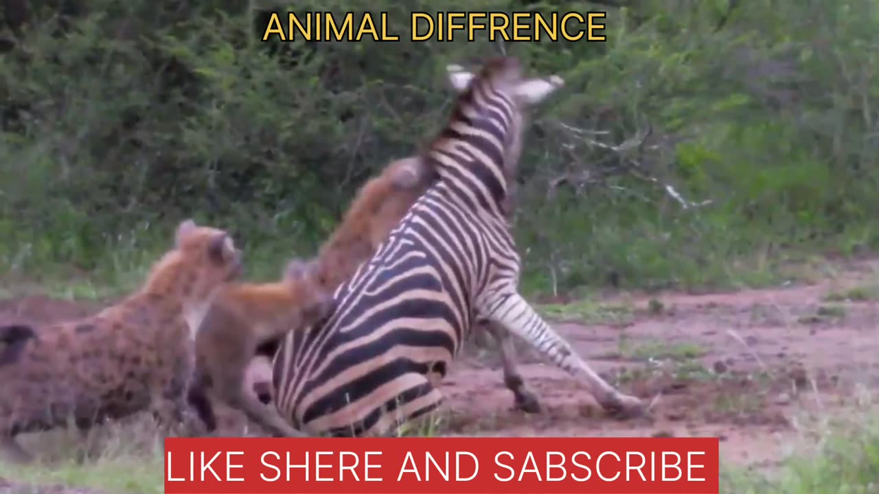 Hyenas eat a zebra alive when it tries to escape