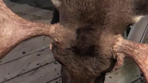 Bull Moose Snacks on Porch Pumpkins