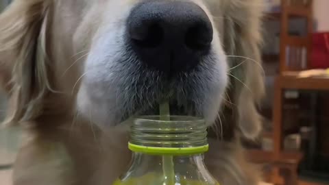 Animals funny video