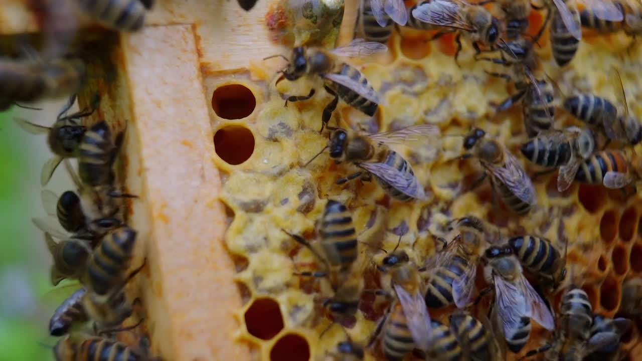 NATURE | Silence of the Bees | Inside the Hive