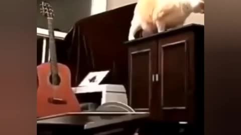 So Cute Cat Moments !!!!