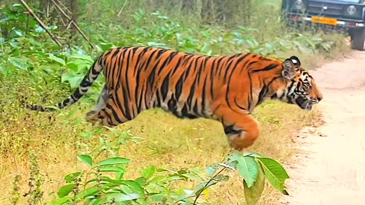 Dangerous tiger roaming in the jungle