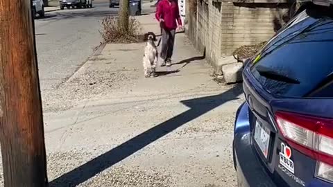 Puppy Bounces Down Sidewalk