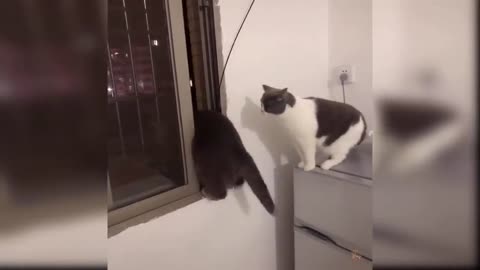 Cute cat playing and reaction