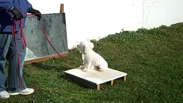 Dog Training Sit stay and Down