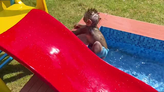 FUNNY MONKEY PLAYING ALL AROUND HAHAHAAAAAAAAA