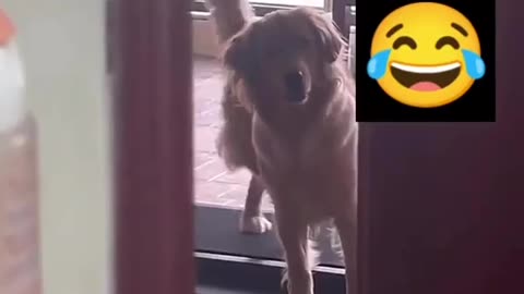 😂😂😂😂