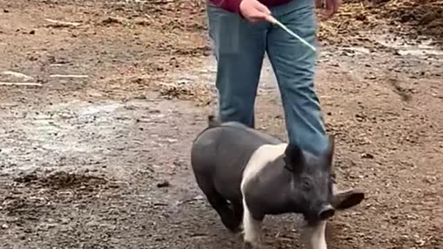 My pigs the past 2 years