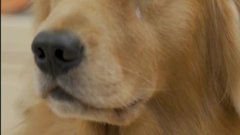 Dog short film - Not good like you