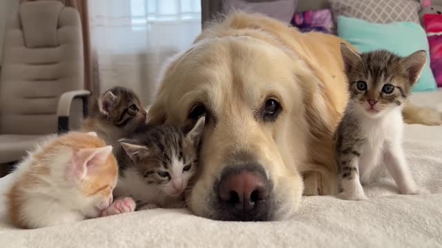2You Definitely Laugh; I Believe In ItFunny Animal Videos ; Funniest Cats And Dogs Videos :😇😇😇😇 #