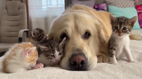 2You Definitely Laugh； I Believe In ItFunny Animal Videos ； Funniest Cats And Dogs Videos ：😇😇😇😇 #