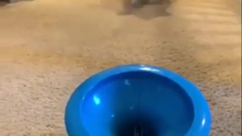 The cuttest Dog training ।। #short