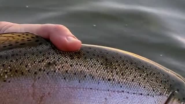 Do any other trout fight as hard as a big rainbow