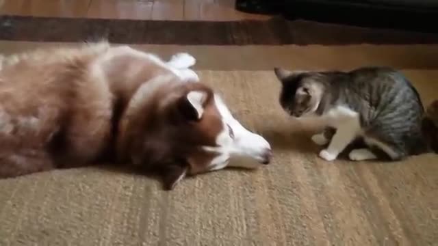 Cat bullies