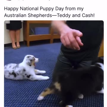 McCarthy: Happy National Puppy Day