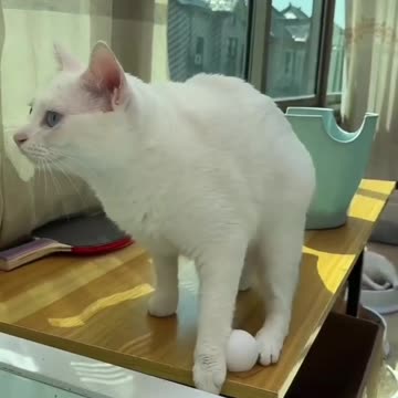 So funny cats compilation 2023 || so funny cat videos.