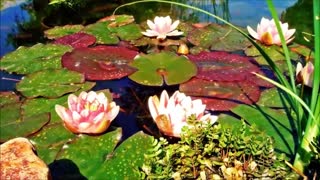 Spring flowers Inspiration of divine love Timelapse - Piano Instrumental Music