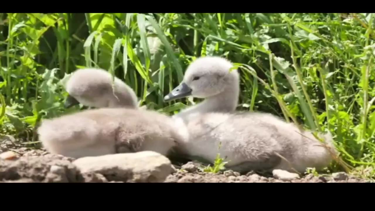 Book of Jeremiah (Chapters 47 - 49)