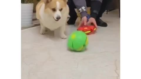 Dog crazy over the toy