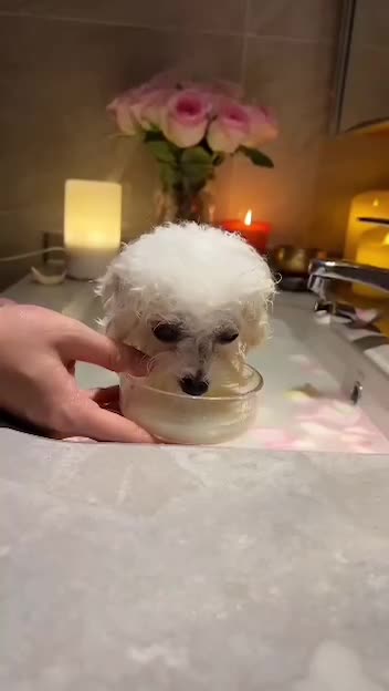 Luxurious Spa for Pets 😍😍👍👍