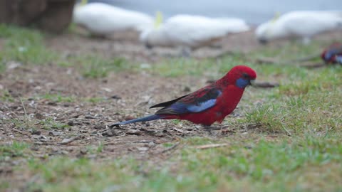 Waoo colorful parrot