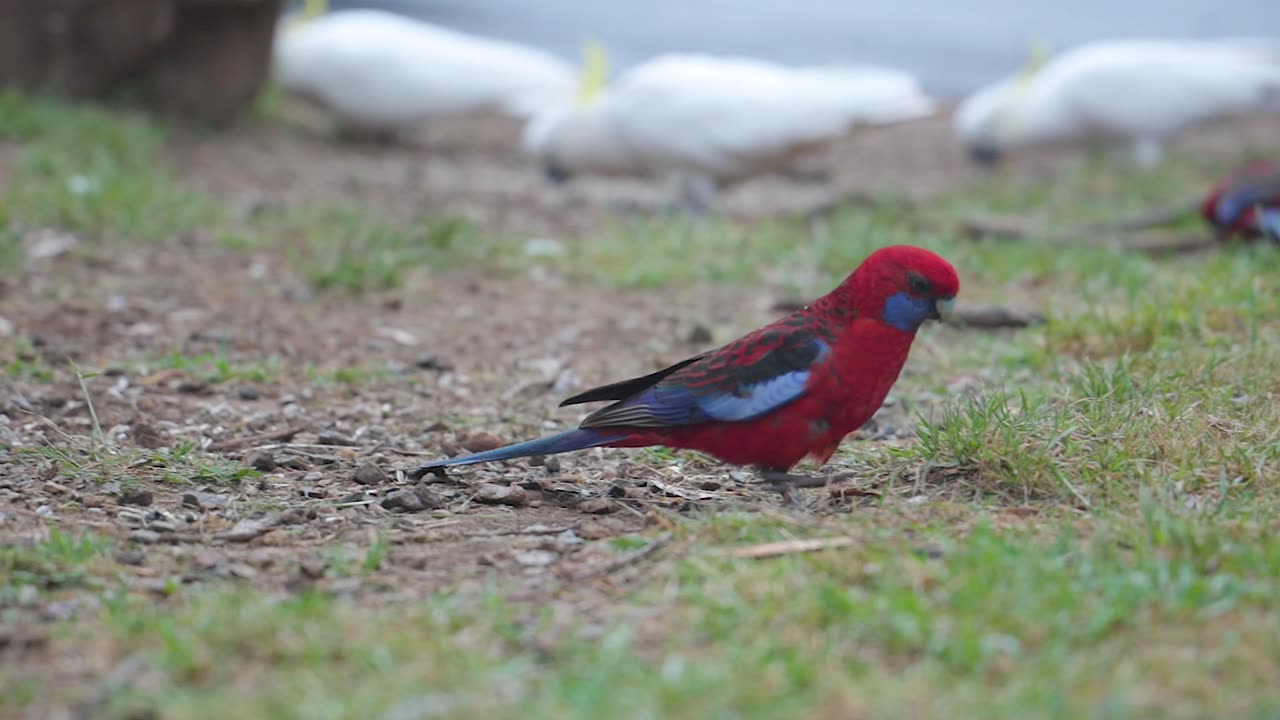 Waoo colorful parrot