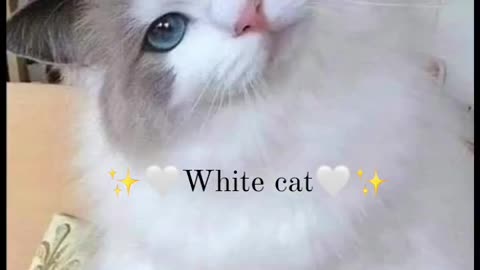 قطه جميله