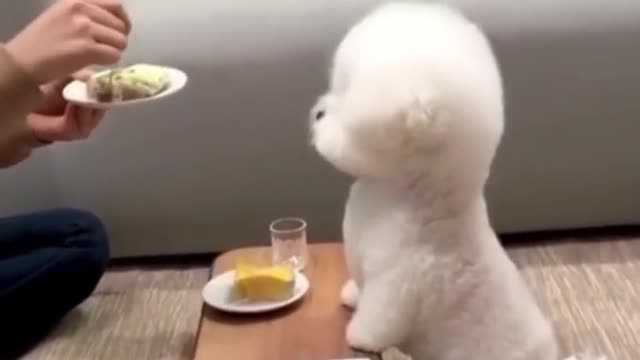 adorable baby and animas making you laugh a lot