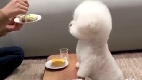 adorable baby and animas making you laugh a lot