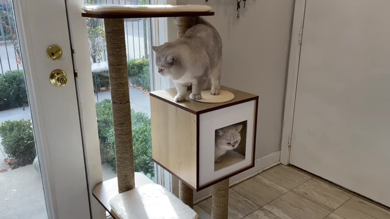 Cats are testing our NEW CAT TREE