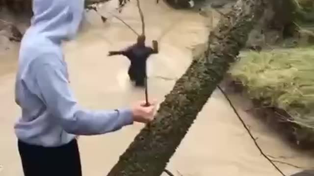 Walking on the tree to the water#funny videos