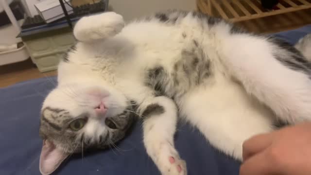 Pet the kitten's belly