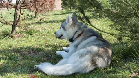 Husky dog 🐕