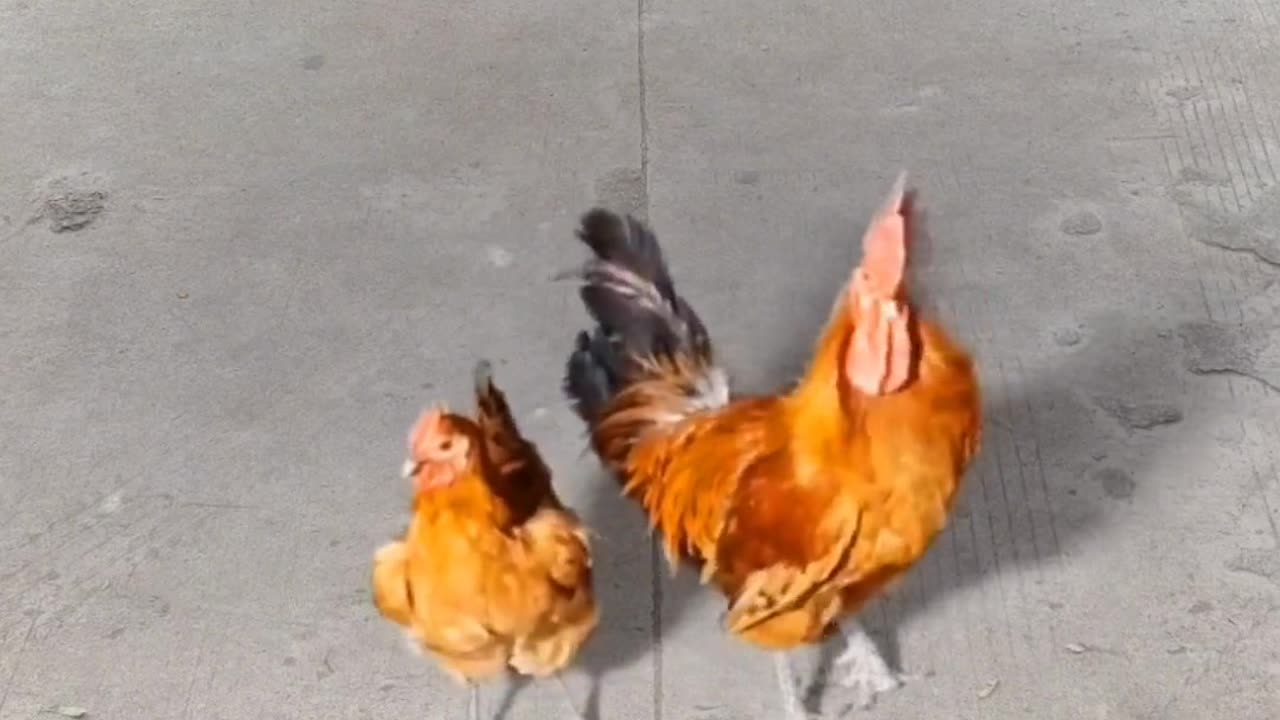 Funny Hens: Watch These Hilarious Birds Do the Darndest Things