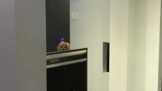 Mischievous Dog Did an Oopsie