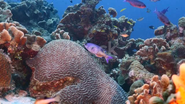 marine creatures in natural habitat around Curaçao /Dutch Antilles