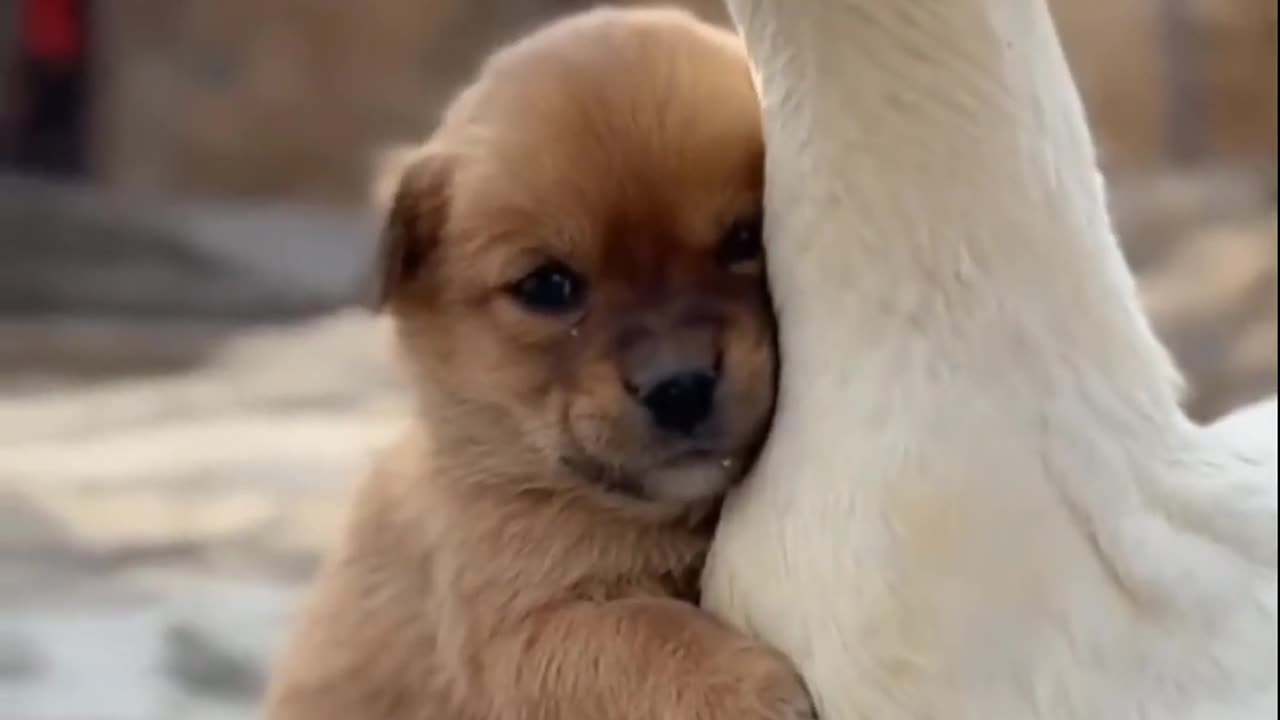 Dog with huge duck funny video